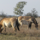 Illustration for article titled How long ago did we finish domesticating horses?